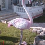 Flamingo Maketi