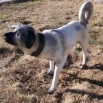 Çoban Köpek Maketi